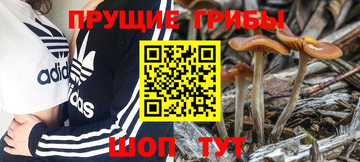 Псилоцибиновые грибы MAGIC MUSHROOMS  Вход с VPN  Алексин 